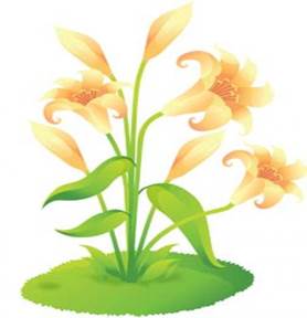 lili-flower-vector-7_46276